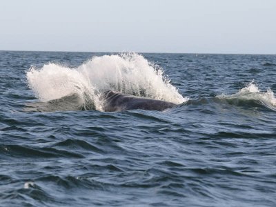 Grey whale - Magdalena Bay - Baja California.
