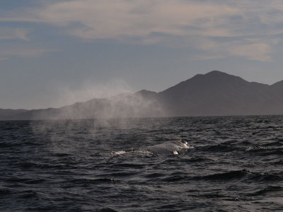  Grey whale - Magdalena Bay - Baja California.