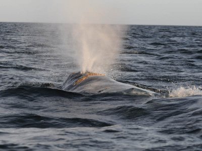 Grey whale - Magdalena Bay - Baja California.