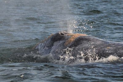 Grey whale - Magdalena Bay - Baja California .