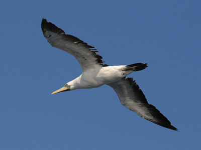 DSC_1774 masked booby .jpg