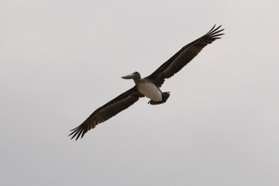 DSC_0259 Brown Pelican .jpg