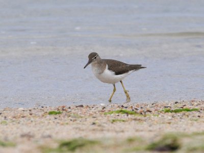 DSC_0124 spotted sandpiper .jpg