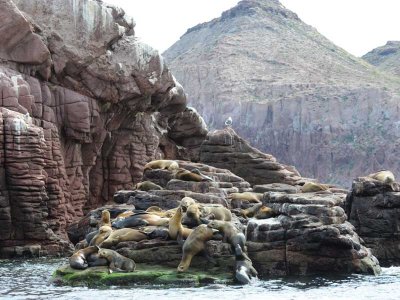 DSC_0501sealions 72.jpg