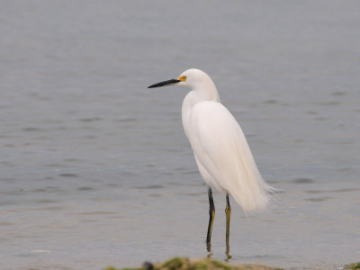 DSC_0112 snowy egret .jpg