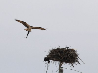 DSC_2237 Osprey bringing nesting material 72.jpg
