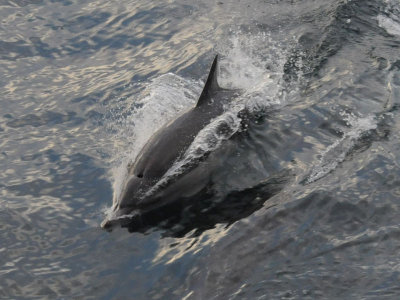 DSC_0869 Common Dolphin 72.jpg