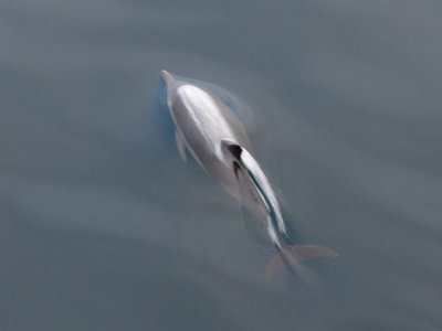 DSC_0901 Common Dolphin 72.jpg