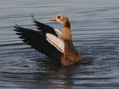  Nijlgans- Egyptian Goose