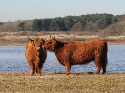 DSC_2260 Schotse Hooglander-Scottish Highland Cattle 72.jpg