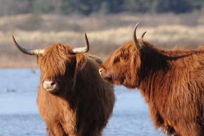 DSC_2264  Schotse Hooglander-Scottish Highland cattle 72.jpg