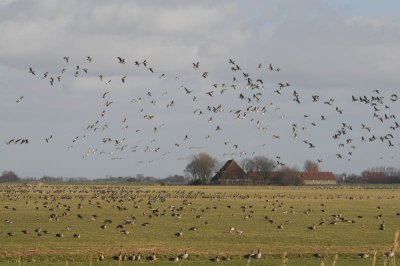   White-fronted and Brent Geese 72.jpg