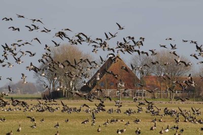  White-fronted and Brent geese.   72.jpg