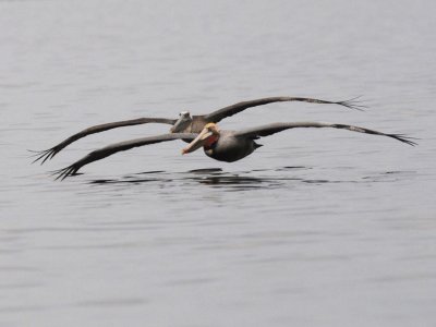 DSC_2201 Brown Pelican 72jpg.jpg