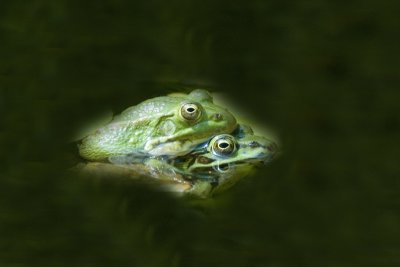 DSC_0019 - Green(Edible) Frog [ Rana esculenta]