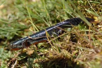 DSC_0039 Alpen watersalamander - Triturus alpestris Holland.jpg