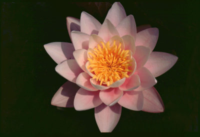  Waterlilly
