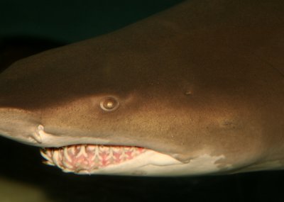 shark.jpg