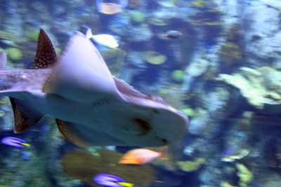 stingray.jpg