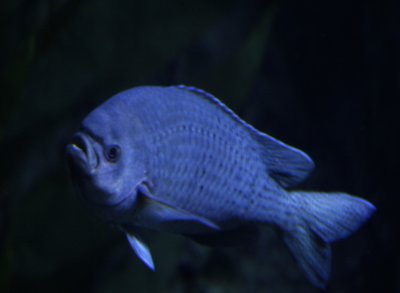 fish profile.jpg