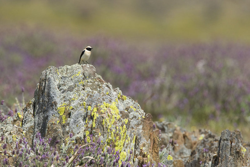 Black-eared Wheatear