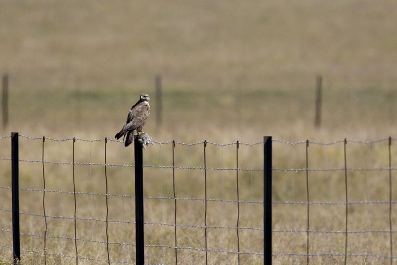 Buzzard