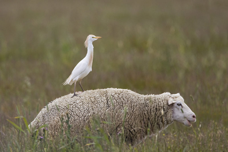 Cattle Egret