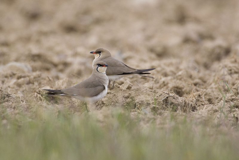 Collared Pratincole