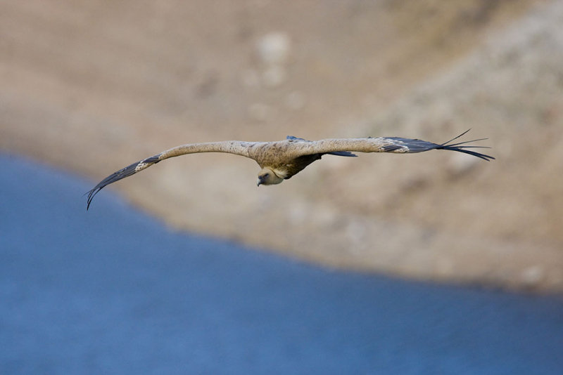 Griffon Vulture