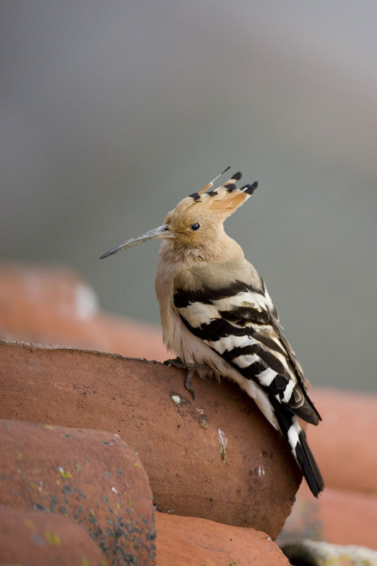 Hoopoe