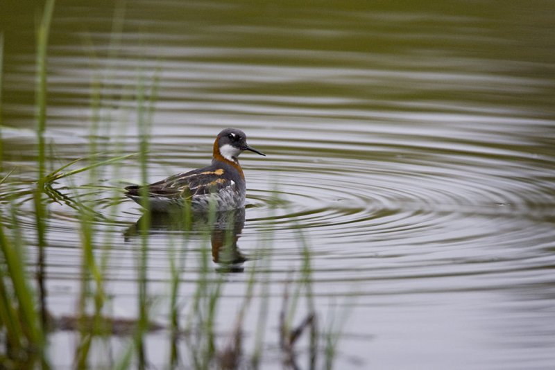 Red-necked Phalarope