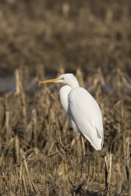 Great White Heron