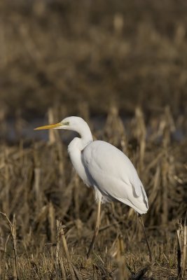 Great White Heron