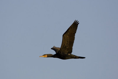 Cormorant