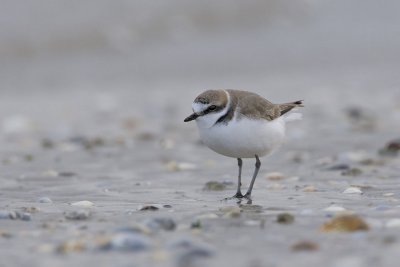 Kentish Plover