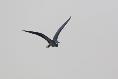 Western Reef Heron