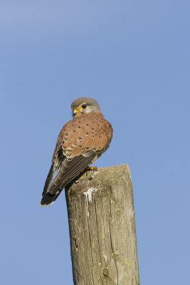 Kestrel