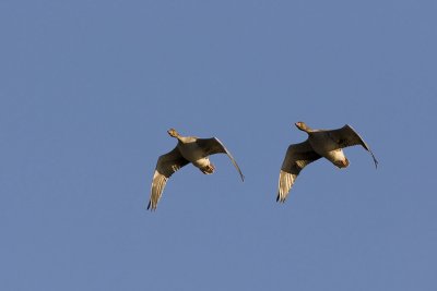 Greylag Goose