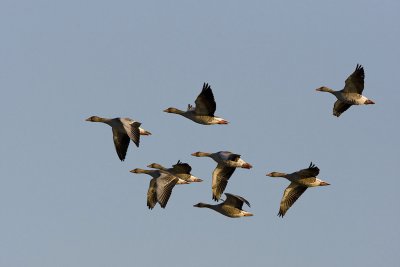 Greylag Goose