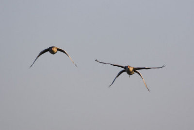 Greylag Goose