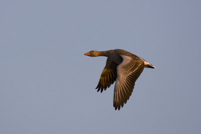 Greylag Goose