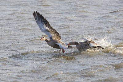 Greylag Goose