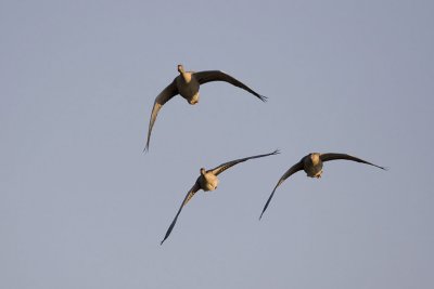Greylag Goose