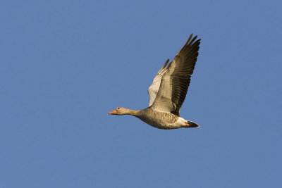Greylag Goose