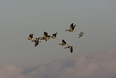 Greylag and Bar-headed Goose