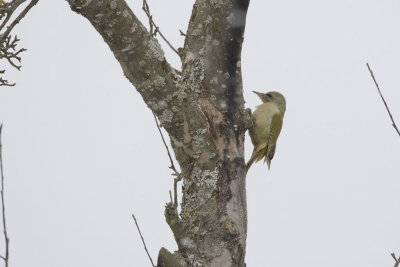 Grey Woodpecker