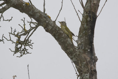 Grey Woodpecker