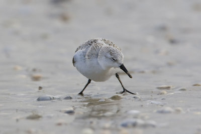 Sanderling