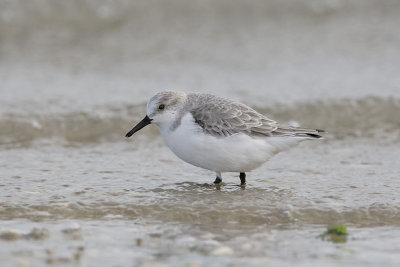Sanderling