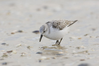 Sanderling